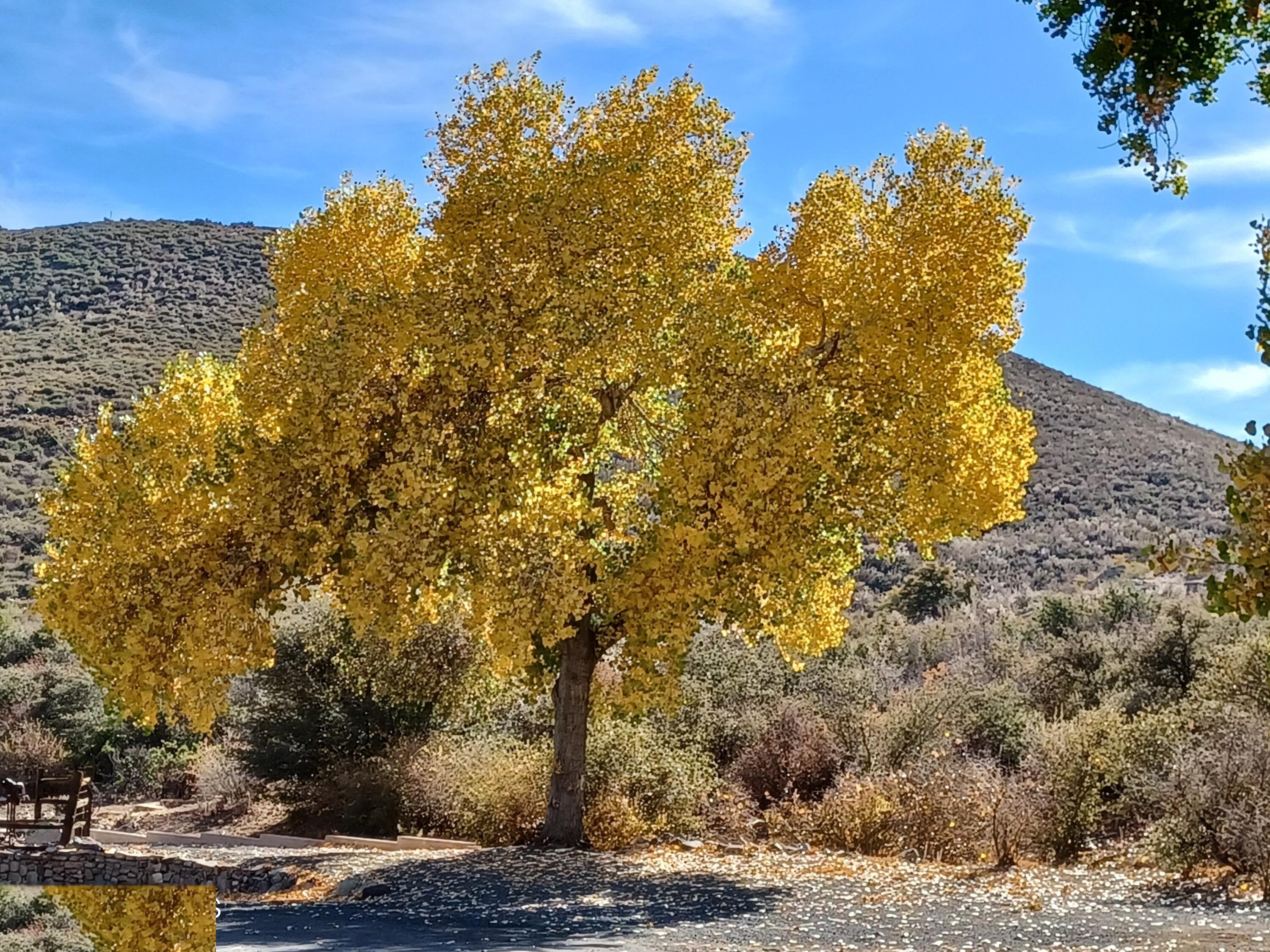 Cottonwood trees in golden fall color